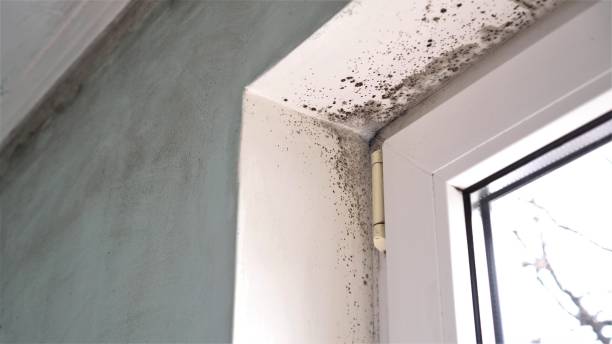 Mold Odor Removal Services in Woodbury Center, CT